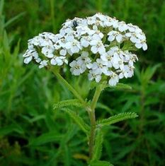Yarrow fir Arthrosis